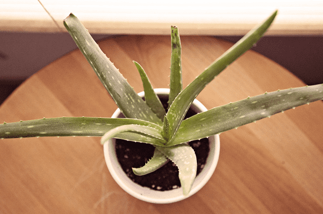 maceta aloe vera