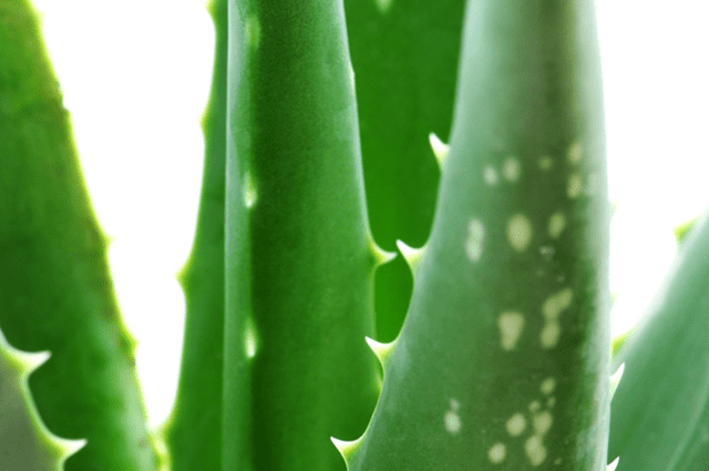 Aplicaciones y usos del Aloe Vera