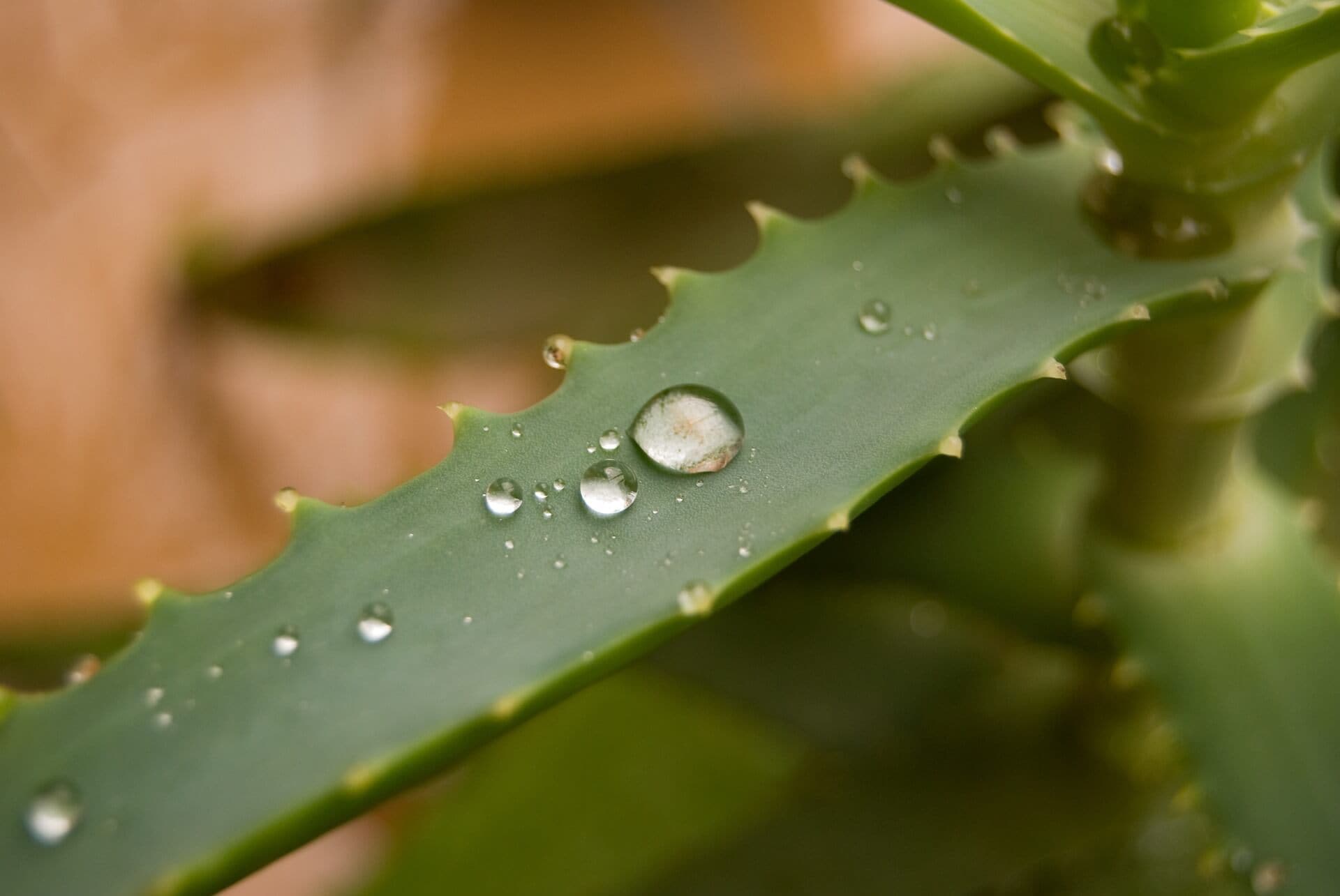 precio aloe vera