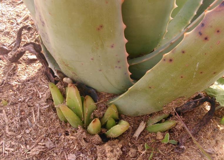 precio aloe vera