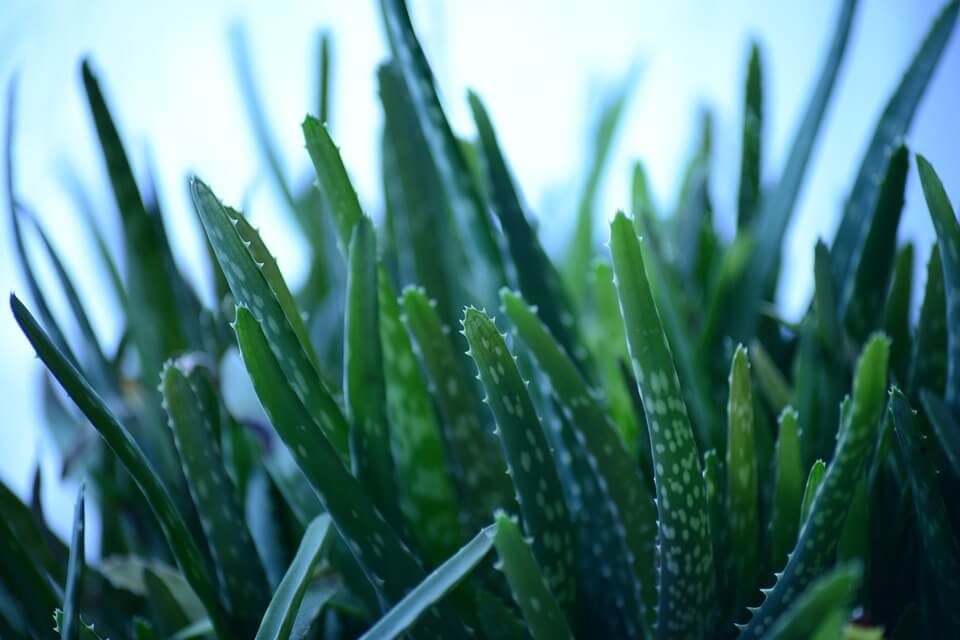 Planta de aloe vera