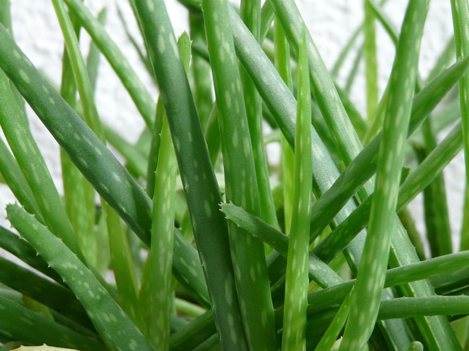 aloe barbadensis miller