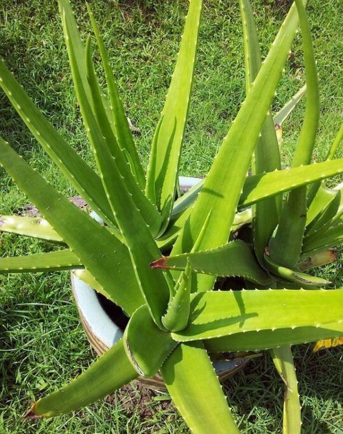 planta aloe vera