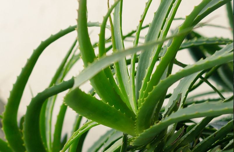 comprar aloe vera ibizaloe