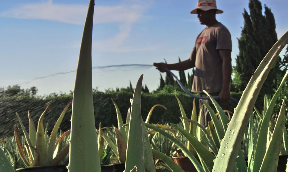 plantacion04 ibizaloe