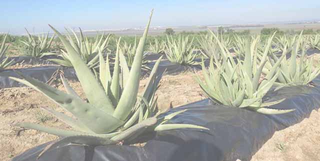 cultivo-aloe-vera