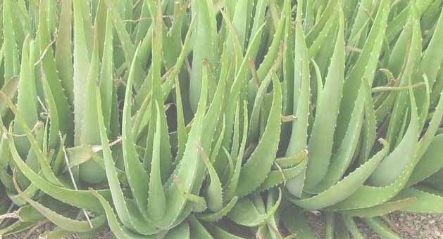 como reproducir aloe vera de una hoja