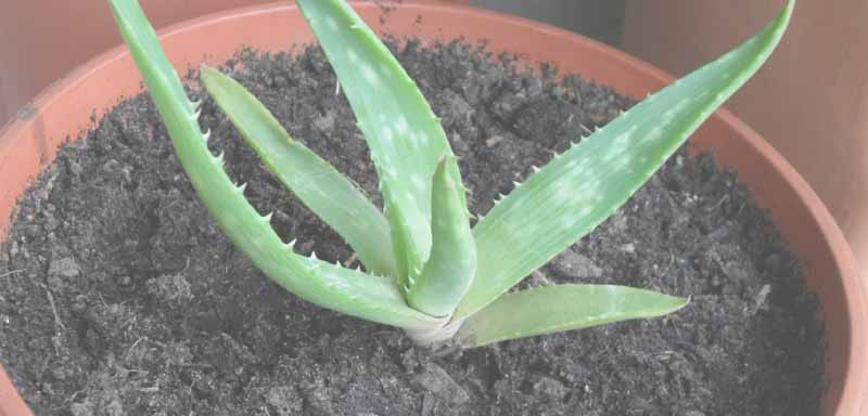 plantar aloe vera esqueje