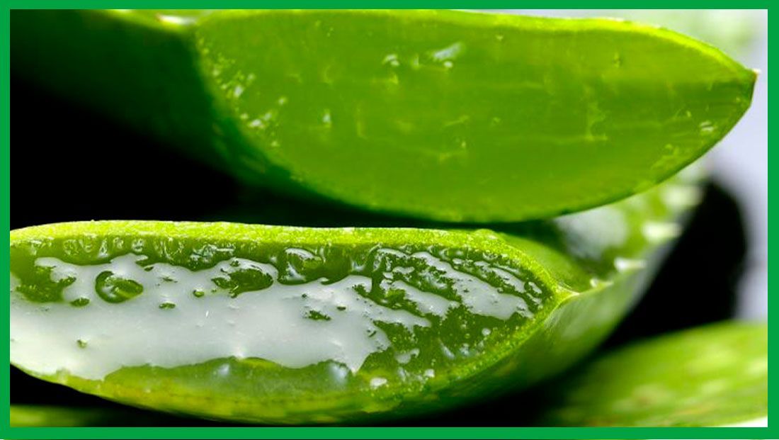 Diferencias entre el gel, el jugo y el extracto de aloe vera