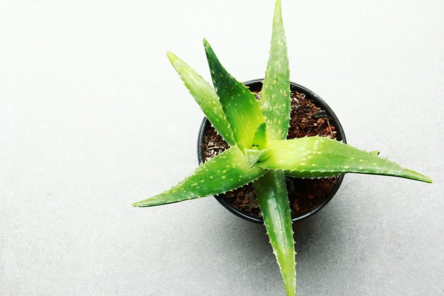 Aloe vera en casa