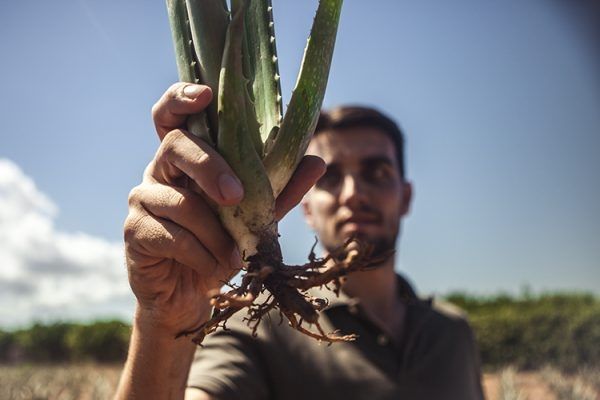 Museo aloe vera ibiza cesar