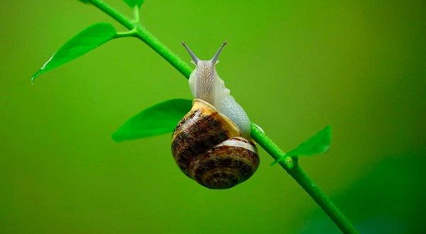 ¿Tienen la Crema de Baba de Caracol y Aloe Vera las mismas propiedades?