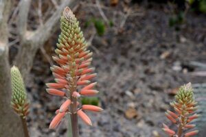 Flor de aloe vera