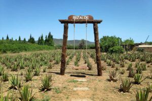 Columpio plantación aloe vera Ibizaloe