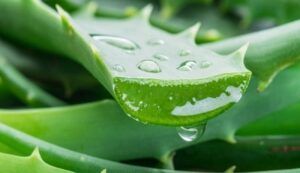 Agua con aloe vera