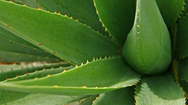 Cuidados de la aloe vera