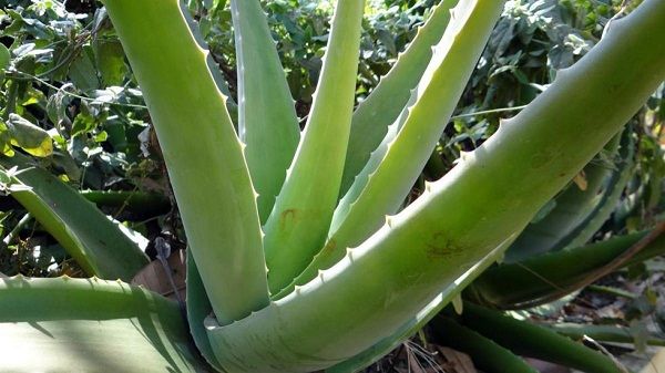 Cómo tratar las enfermedades de una planta de Aloe Vera