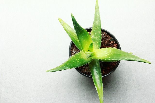 reproducir-aloe-vera 