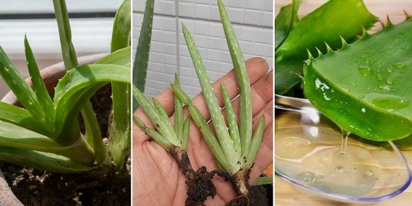 Reproducir Aloe Vera