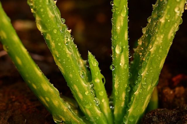 tierra-para-aloe-vera