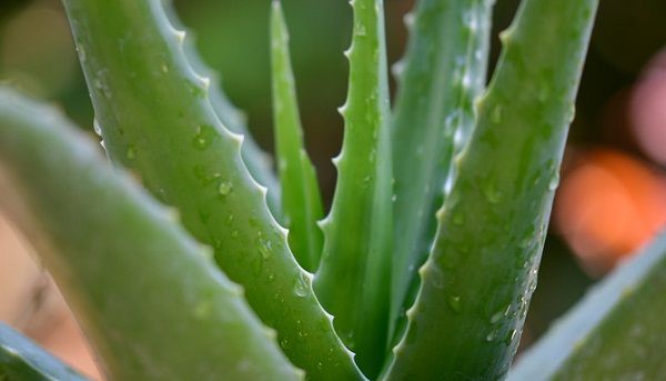 Tierra Para Aloe Vera