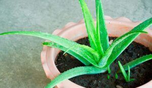 Cómo trasplantar Aloe Vera