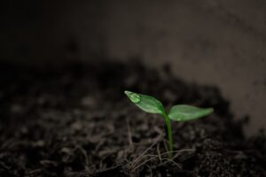 Abono para la aloe vera