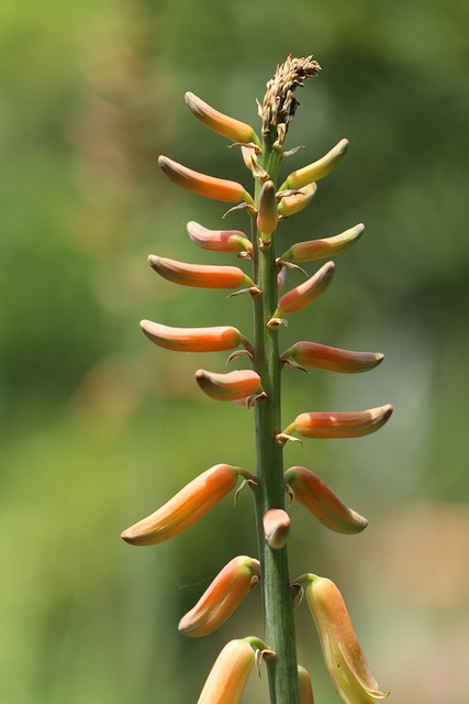 Fruto de Aloe Vera