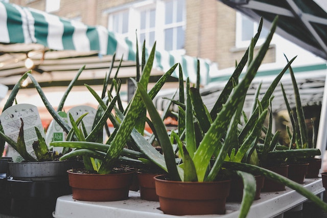 enraizar aloe vera 