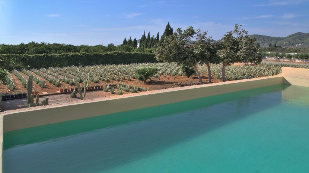 Plantacion-Ibizaloe-2.jpg