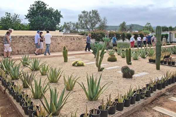 Plantacion-Ibizaloe-Safareix.jpg