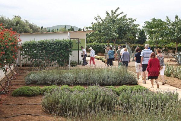 Plantacion-Ibizaloe-aromáticas.jpg